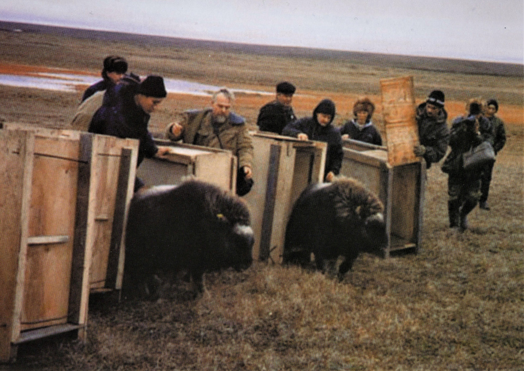 Выпуск овцебыков в СССР_Архив НИИСХ КС.jpg