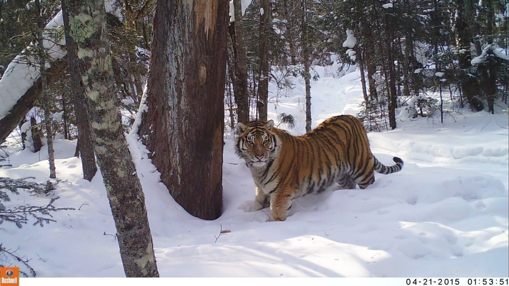 Амурский тигр_Фотоловушки нацпарка Бикин