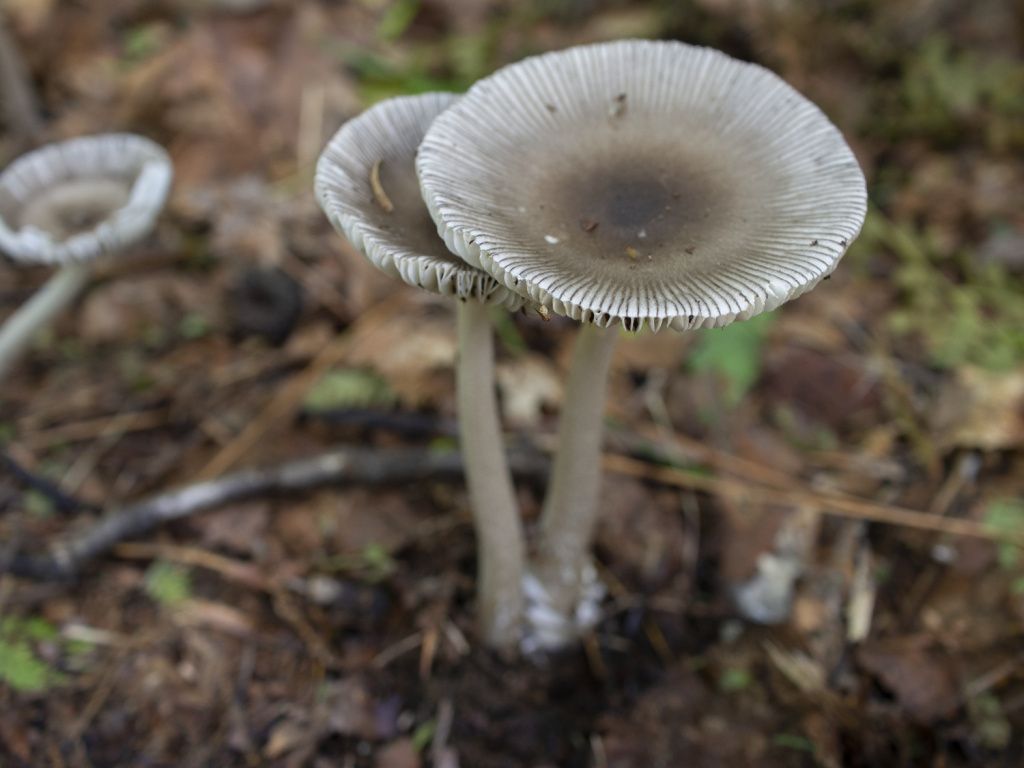Amanita quasibattarrae_photo Svetasheva